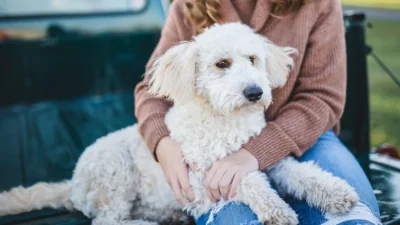Lovitură pentru românii cu câini! Taxa nouă pe care o vei plăti zilnic pentru fiecare animal din casă