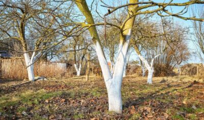 Alternativa moderna la var pentru albit copacii primavara ce recomanda specialistii 1200x709 1