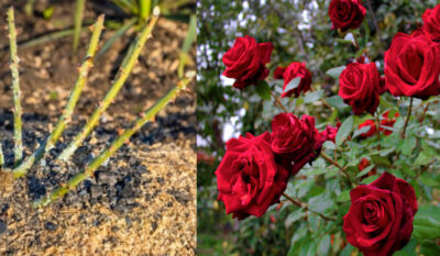 Ce sa pui la radacina trandafirilor in luna martie pentru o inflorire bogata si de durata 1024x597 1