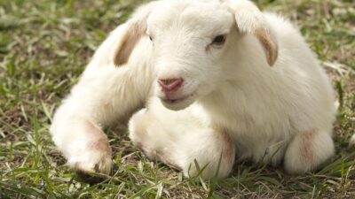Cât a ajuns să coste carnea de miel pentru Paște! Anunțul care îi pune pe jar pe români înainte de sărbători