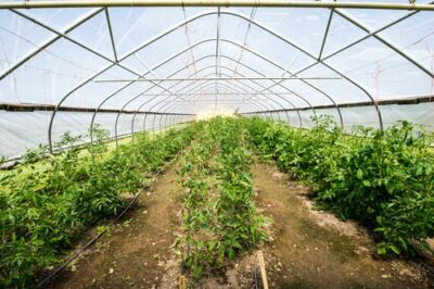 temperatura la care sa plantezi rasadurile de rosii si ardei in solar 400x266 1