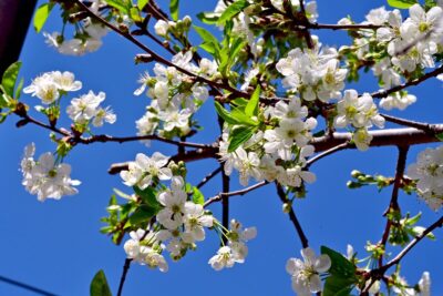 Cum va fi vremea de 1 Mai în România! ANM a emis prognoza meteo pentru vacanță: unde se vor bucura românii de soare