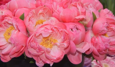 Locul unic din România care a devenit un covor roșu natural! Planta rară care a atras mii de turiști în Mureș