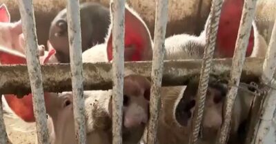 Adio, carne de porc românească în magazine! Fermierii închid tot: Prețul ireal la care a ajuns un kilogram în viu