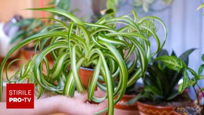 Planta care elimină 95% din substanțele toxice din casă! E ieftină, rezistă la secetă și e sigură pentru copii și pisici