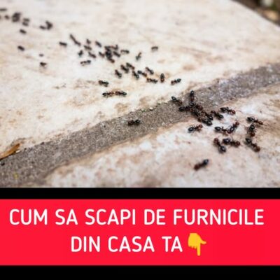 Scapă DEFINITIV de furnici folosind acest INGREDIENT natural care este doar o simplă…
