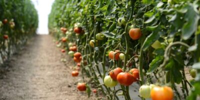 Ce trebuie să pui în groapă când plantezi roșiile. Secretul bătrânilor din sate pentru o recoltă uriașă și gustoasă