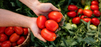 Secretul pentru cele mai mari roșii! Ce trebuie să le faci neapărat după plantare pentru o recoltă uriașă în grădină