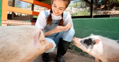 Adio, viață la țară? Legea e clară: Câte găini ai voie să ții în curte și ce amenzi riști dacă depășești limita la porci!