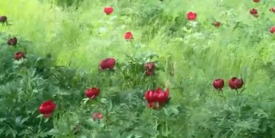 Fenomenul unic din România care a apărut acum în Dolj! Toți turiștii fug să vadă asta, dar amenzile sunt uriașe