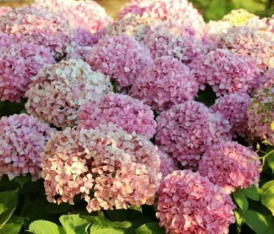 Greșeala uriașă pe care o fac toți românii cu grădină! De ce nu trebuie să tai niciodată florile uscate ale acestor plante