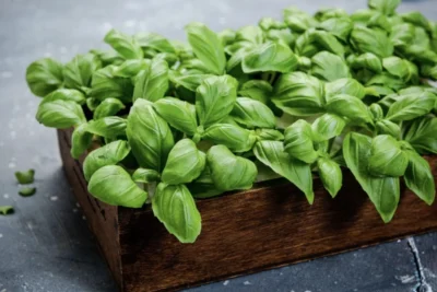 Planta pe care trebuie să o ai în casă! Aduce banii cu lopata și alungă imediat ghinionul. Unde să o pui în cameră