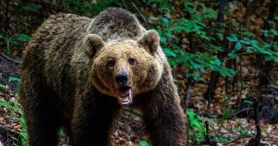 Descoperire macabră într-o pădure din Harghita! Un bărbat dispărut de o săptămână, găsit …
