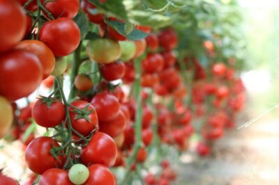 Bicarbonatul De Sodiu Este Salvatorul Oricărei Grădini. Cel Mai Bun îngrășământ Natural Pentru Castraveți, Roșii, Ardei și Alte Legume
