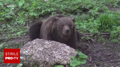 Ce a pățit un cioban din Sălaj după gestul său. A ucis un urs cu …
