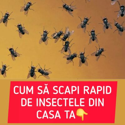 Ai ghimbir în bucătărie? Iată cum să scapi de insectele din grădină folosind…
