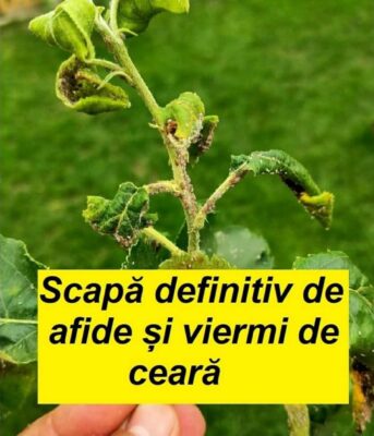 Scapă definitiv de afide folosind acest INGREDIENT banal din bucătăria ta…