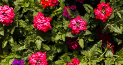 Uită de lavandă! Planta care este un succes total: Adio țânțari și căpușe pe balcon, vei dormi liniștit toată vara