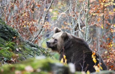 Sfârșit crunt pentru un tânăr de 34 de ani din Sibiu! Ce a pățit când a mers să-și vadă caii