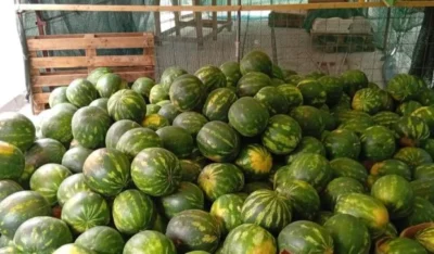 Țeapa uriașă din piețe! Cum sunt păcăliți românii care cumpără pepeni de Dăbuleni. Detaliul care îi dă de gol pe samsari