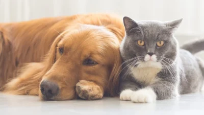 Adio, câini și pisici la bloc? Amendă de 2.500 de lei pentru acești români și regula dură privind numărul de animale!