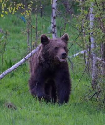IMENS urs de 500 de kilograme a fost văzut chiar lângă…