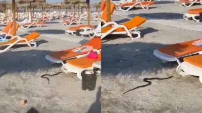 Panică pe plaja din Neptun. Un șarpe de 1,5 metri a apărut printre șezlonguri, iar turiștii au sunat la 112