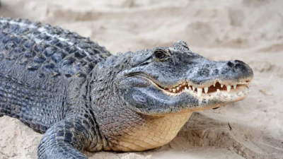 Incident la o grădină zoologică din Marea Britanie. Un copil de 3 ani a căzut în țarcul crocodililor