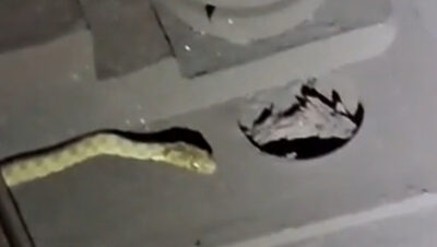Alertă la metrou! Un șarpe a fost filmat de angajații Metrorex, între stațiile Mihai Bravu și Timpuri Noi
