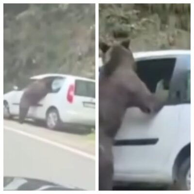 Scene neașteptate pe Transfăgărășan, surprinse în imagini. Un urs A FĂCUT PRĂPĂD la o mașină, iar momentul când animalul a început să o distrugă i-a lăsat pe MARTORI FĂRĂ REACȚIE. Ce a urmat și ce s-a întâmplat cu proprietarii autoturismului