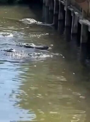 Incident grav la o grădină zoologică din Marea Britanie. Un copil de trei ani a ajuns în țarcul crocodililor