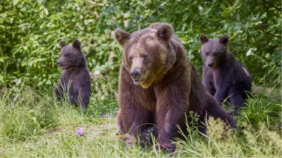 URȘII SE ÎNTORC TOT MAI APROAPE DE CASE! Panicӑ în curtea unei…