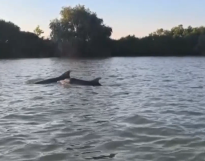 Delfini în Delta Dunării. Spectacolul neașteptat al mamiferelor marine în apele dulci