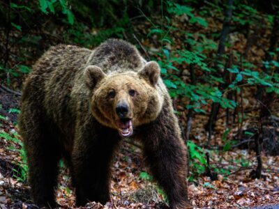 Bărbat dispărut de o săptămână, găsit mort într-o pădure din Harghita. Cadavrul era „parțial mâncat” de un urs