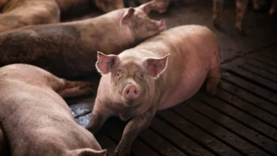 Ajutor de la stat pentru crescătorii de bovine și porci. Camera Deputaților a aprobat noile scheme de sprijin