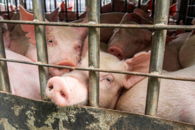 Amenzi uriașe pentru românii care cresc porci în curte și nu îi declară la Registrul Agricol