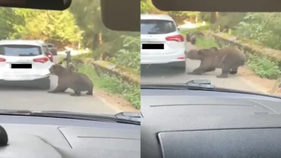 Un urs a atacat o mașină, pe Transfăgărășan! Animalul sălbatic a smuls bara din spate a autoturismului