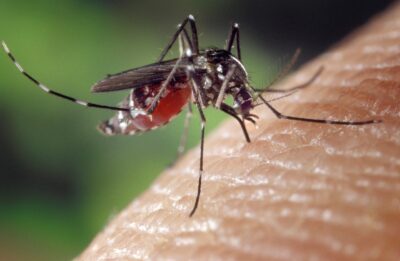 Caz de infectare cu West Nile în România. O tânără de 22 de ani a ajuns la spital cu simptomele specifice. Încă două cazuri ridică semne de îngrijorare
