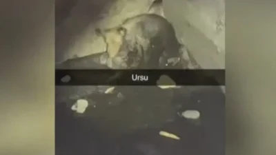 Panică în comuna Bobâlna. Ursul din beciul unei locuințe s-a dovedit a fi un câine blocat