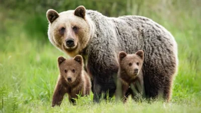 Doi urși, văzuți pe străzile din Maramureș. Autoritățile au emis mesaje RO-Alert