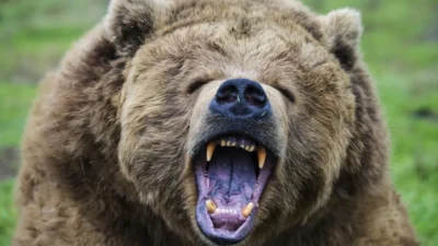 Un urs a atacat o turistă din Germania pe Transfăgărășan. Animalul sălbatic a spart geamul mașinii atunci când femeia făcea poze