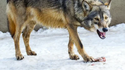 Fetiță atacată de lup într-un parc natural din Germania: „A fost grav rănită”