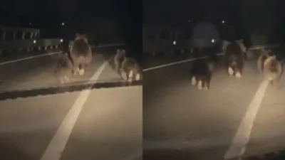 Urși surprinși pe șosea, în Alba. O ursoaică și trei pui alergau pe carosabil