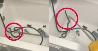 Descoperire șocantă în Medgidia! O femeie a găsit un șarpe în cada în care urma să-i facă baie copilului