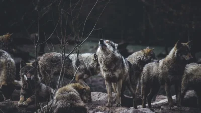 O haită de lupi terorizează o comună din Buzău. Animalele sălbatice atacă direct gospodăriile