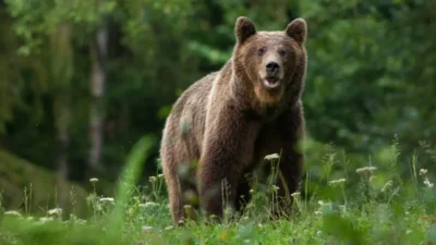 O mamă care-și ducea copilul la școală, atacată de urs, pe stradă, în Covasna. Reacția imediat a primarului: ”Va fi împușcat direct”