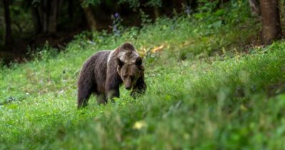 Un bărbat și-a pierdut viața după ce a fost mușcat de un urs, în Brașov