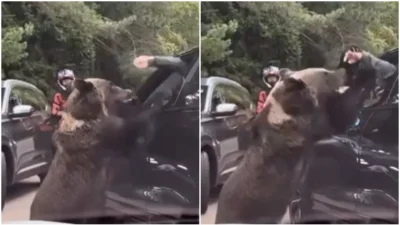 Turist polonez, atacat de o ursoaică cu pui pe Transfăgărășan! Bărbatul a încercat să se apropie pentru a o hrăni