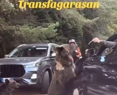 Momentul în care un turist este la un pas să fie sfâșiat de o ursoaică, pe Transfăgărășan. Bărbatul a încercat să hrănească animalul pe geam