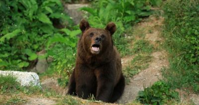 O femeie din Covasna a fost atacată de urs în timp ce își ducea copilul la școală